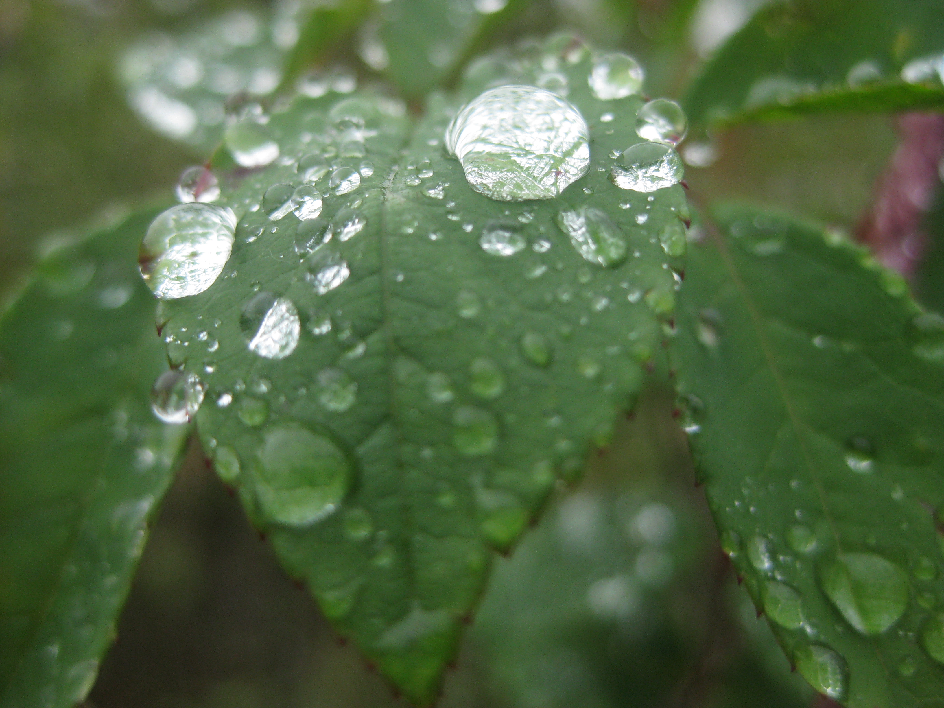 Leaf Macro